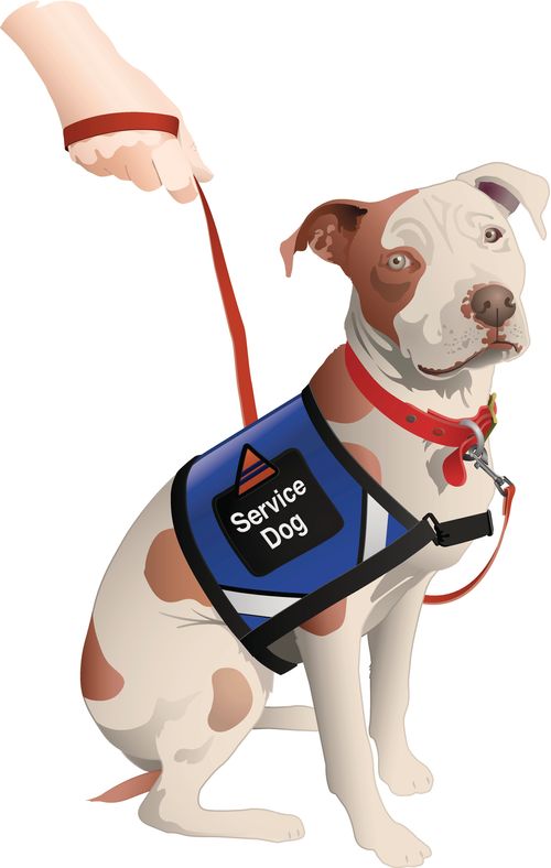 Illustration of American Pit Bull wearing a service dog vest.