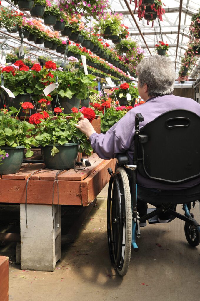 Older woman in wheelchair in a greenhouse with accessible height platform for plants.