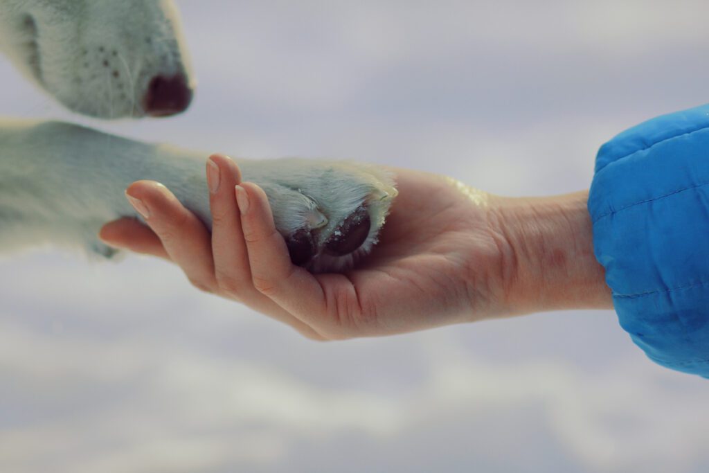 Dog puttiing icy paw in woman's hand.